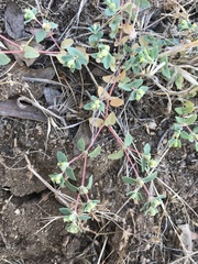 Euphorbia ocellata