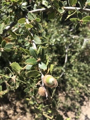 Quercus john-tuckeri