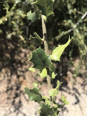 Quercus john-tuckeri