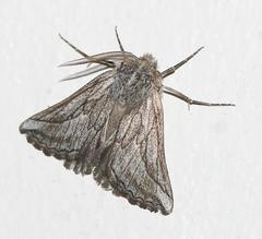 Drepanogynis rufigrisea