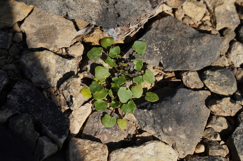 Foto de Leavenworthia exigua