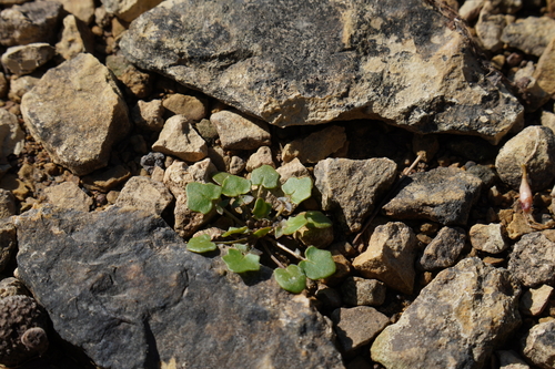 Leavenworthia exigua