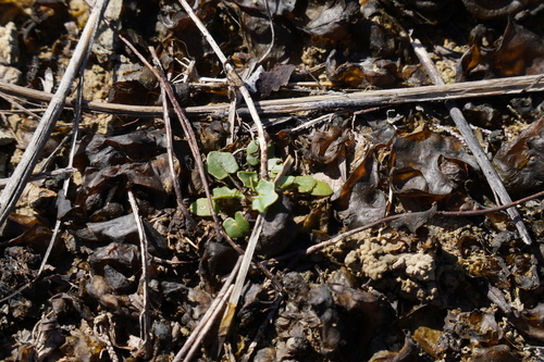Foto de Leavenworthia exigua