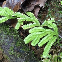 Selaginella