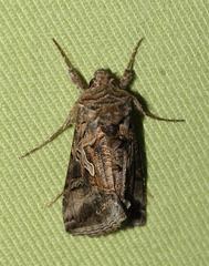 Cornutiplusia circumflexa