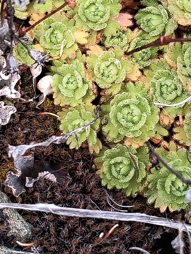 Image of Fuegian Saxifrage (Saxifraga magellanica) by (c) Pablo, some rights reserved (CC BY)