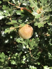 Quercus garryana semota