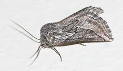 Drepanogynis rufigrisea