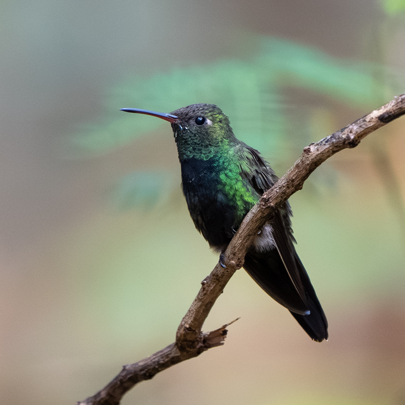 Hispaniolan Emerald (Riccordia swainsonii), photo 7