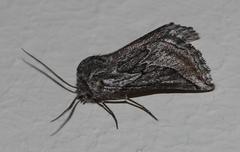 Drepanogynis rufigrisea