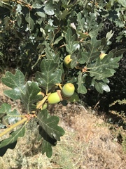 Quercus garryana semota