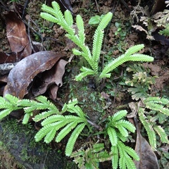 Selaginella