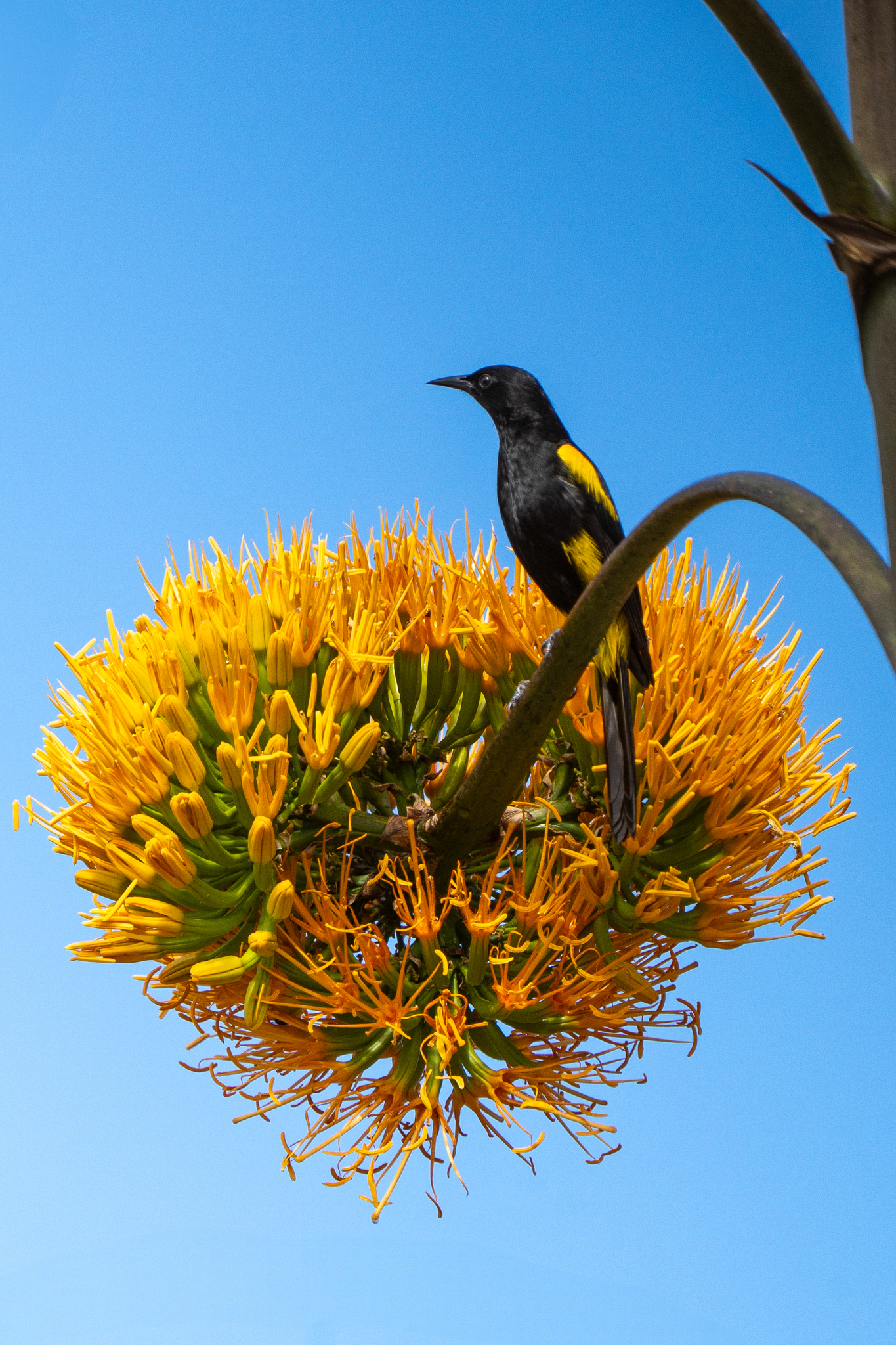Hispaniolan Oriole (Icterus dominicensis), photo 7