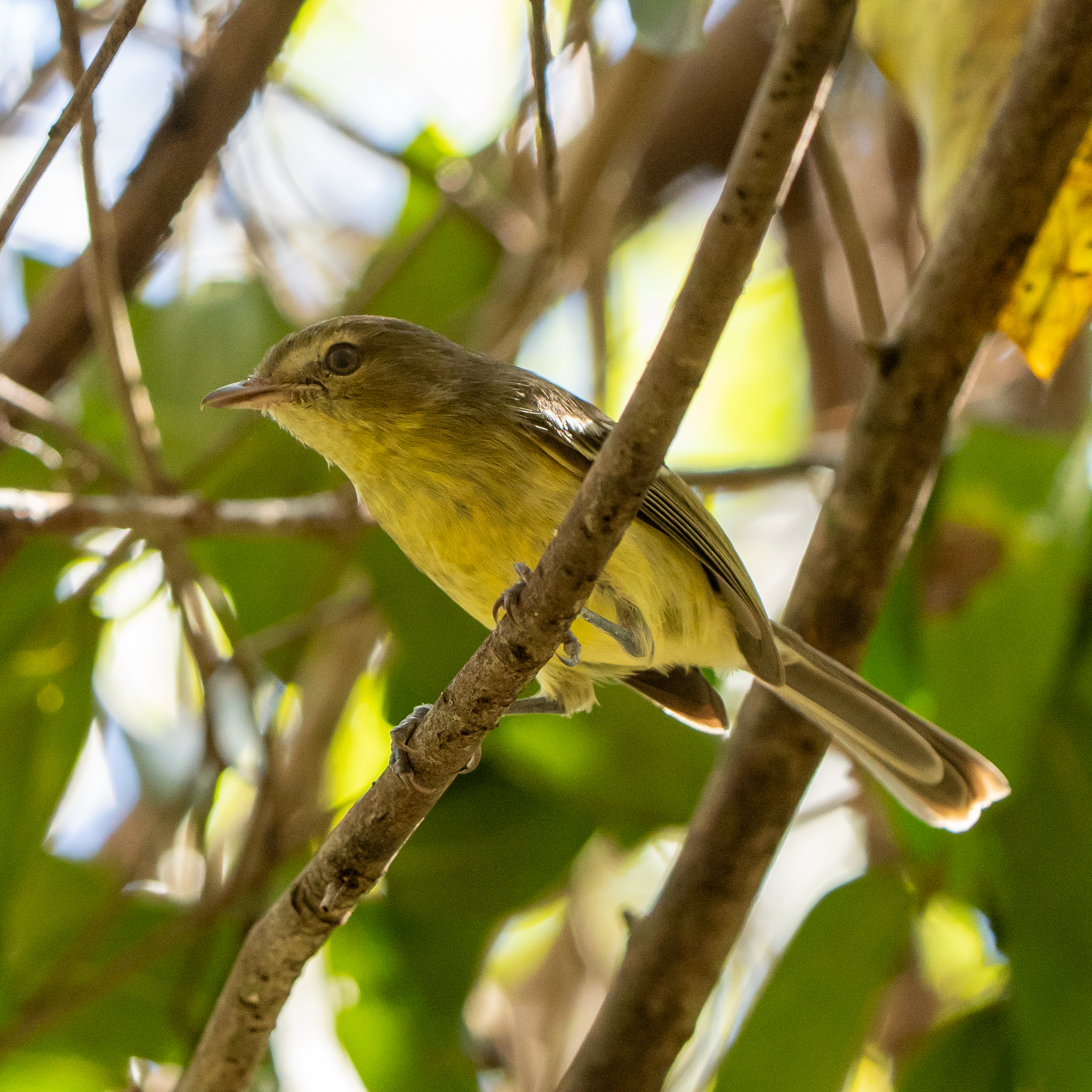 Flat-billed Vireo (Vireo nanus), photo 5