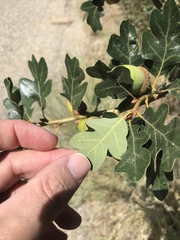 Quercus garryana semota