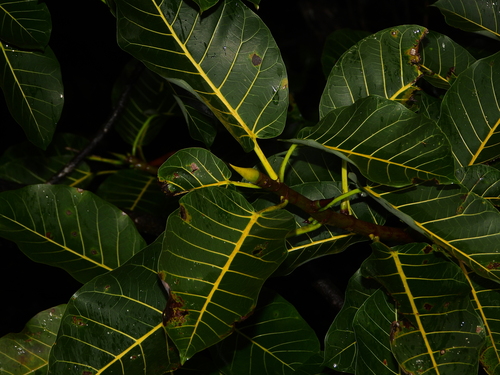 Foto de Gameleira-branca