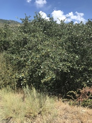 Quercus garryana semota