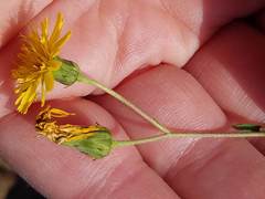 Hieracium scabrum