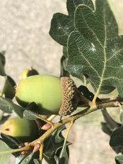 Quercus garryana semota