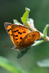 Chrysoritis chrysaor