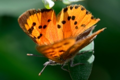 Chrysoritis chrysaor
