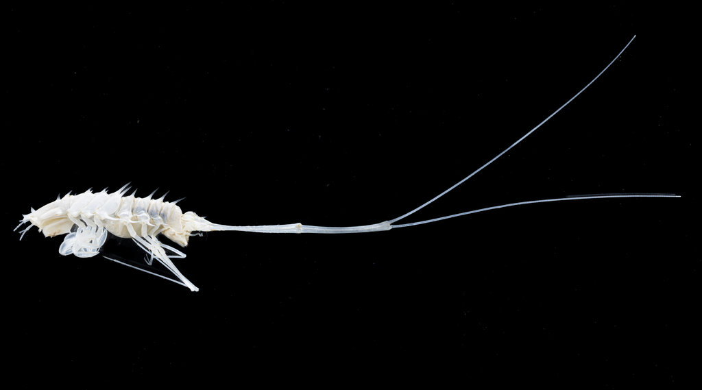 Storthyngurinae