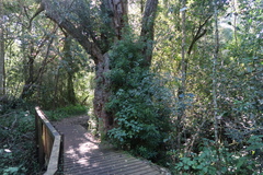 Platylophus trifoliatus