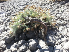 Reaumuria alternifolia