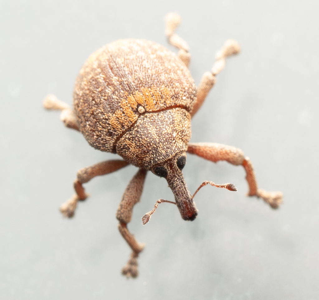Haplonyx latus