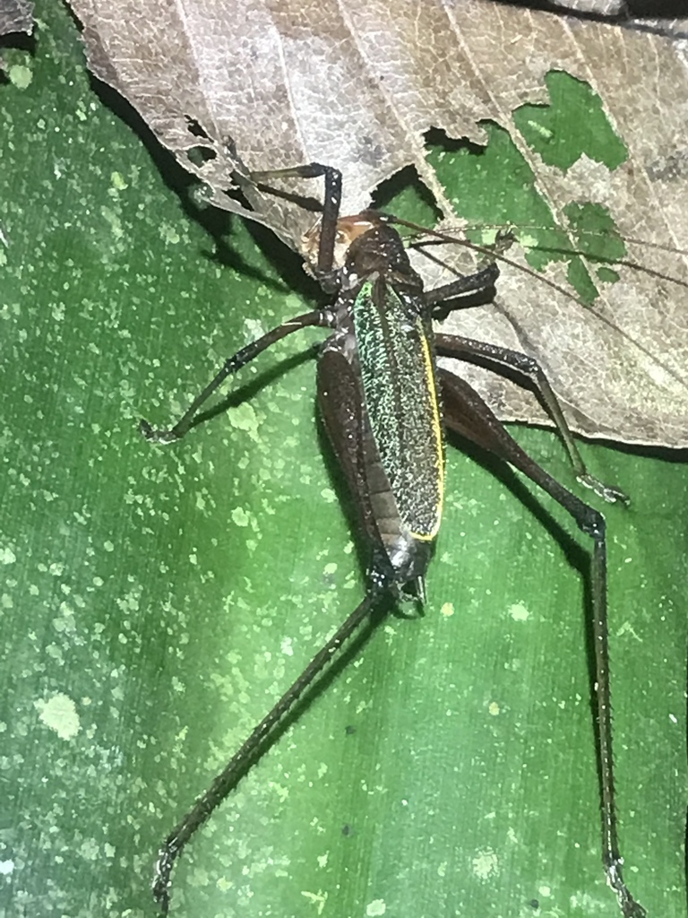 Goethalsiella