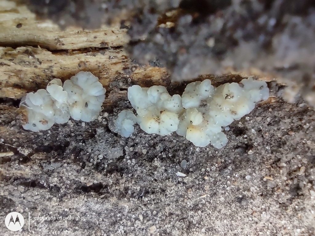 Protohydnum pululahuanum · March 2025 · photo: © argaby (iNaturalist, cc-by)