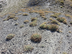 Reaumuria alternifolia