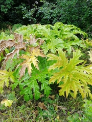 Heracleum mantegazzianum