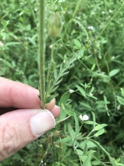 Horkeliella purpurascens