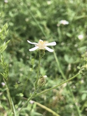 Horkeliella purpurascens