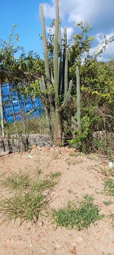 Image of Pilosocereus Armatus (Pilosocereus armatus) by no rights reserved