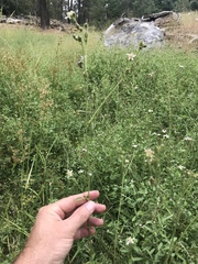 Horkeliella purpurascens