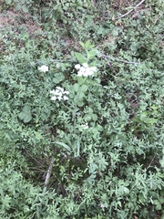 Perideridia parishii