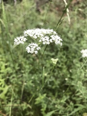 Perideridia parishii