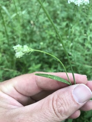 Perideridia parishii