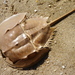 Atlantic Horseshoe Crab - Photo (c) John Beetham, some rights reserved (CC BY-NC-SA)