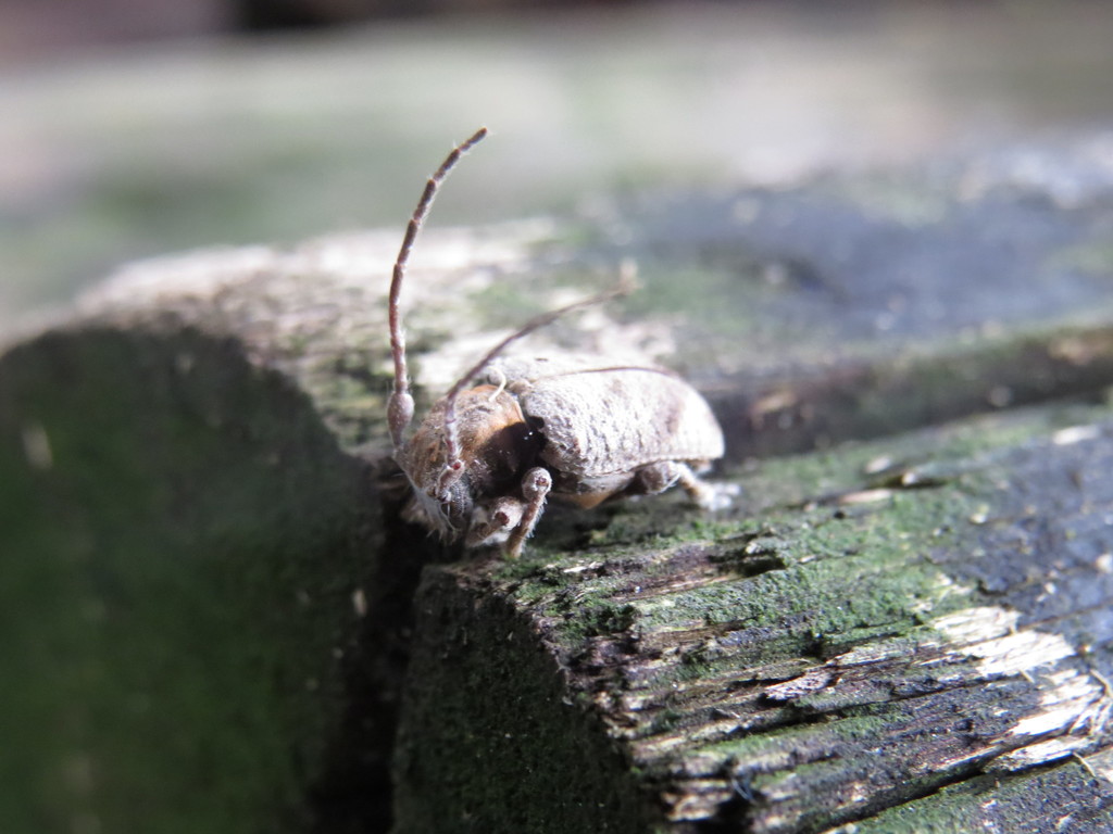 Aerenea posticalis