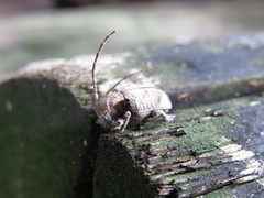 Aerenea posticalis