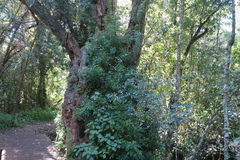 Platylophus trifoliatus