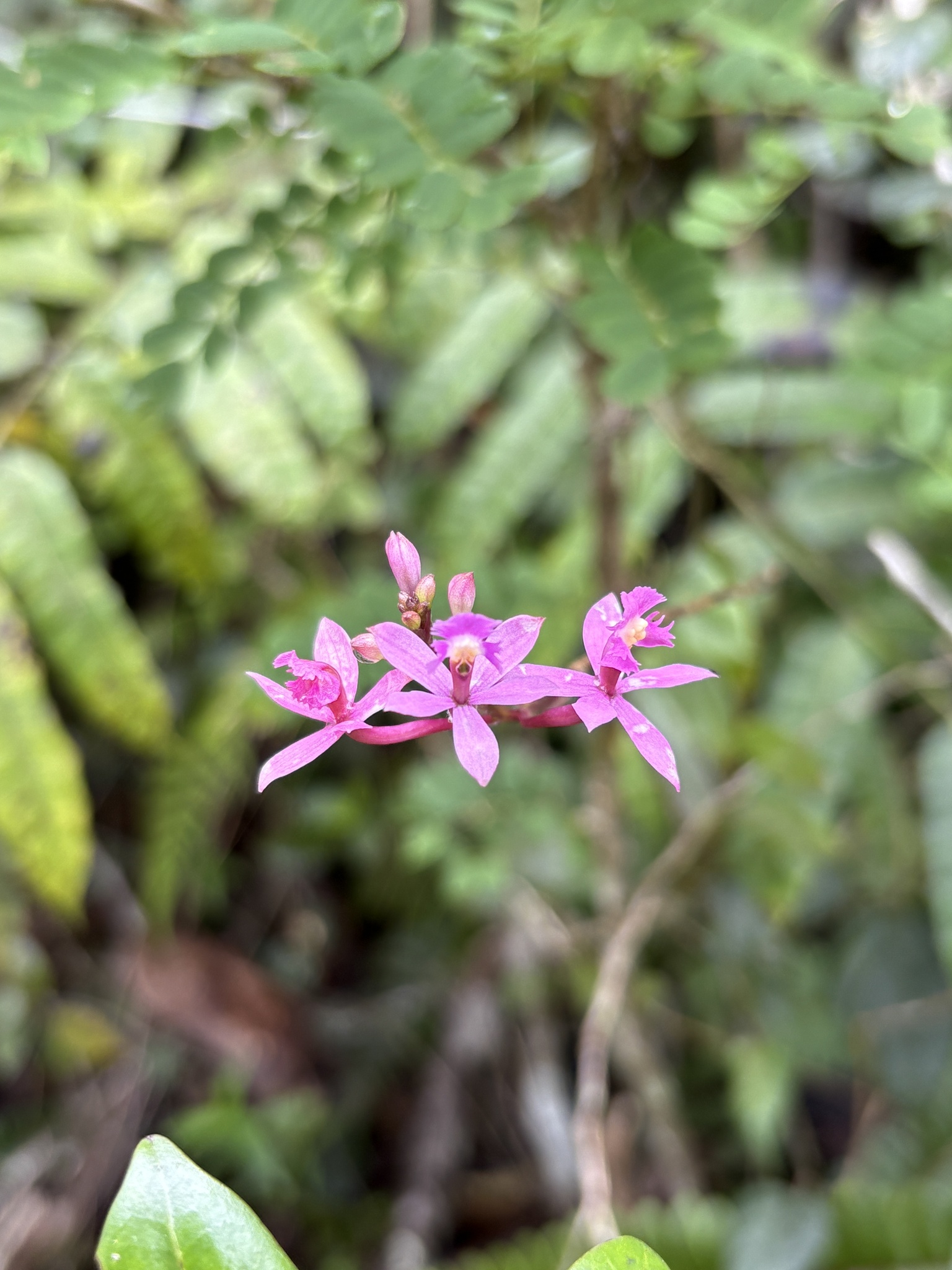 Imagem de Orquídea-rabo-de-gato