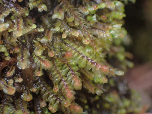 Image of Scapania americana by no rights reserved
