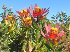 Leucadendron orientale