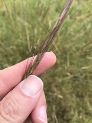 Elymus glaucus glaucus