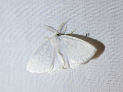 Cabera variolaria
