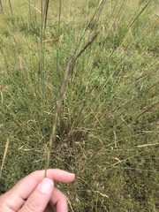 Elymus glaucus glaucus